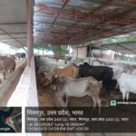 नोडल अधिकारी ने किया गौशाला का औचक निरीक्षण; व्यवस्थाएं मिलीं दुरुस्त, लेकिन बजट के अभाव में कर्मचारी परेशान  !