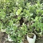 हरियाली के नाम पर लाखों खर्च, फिर भी सूख गए पौधे  !